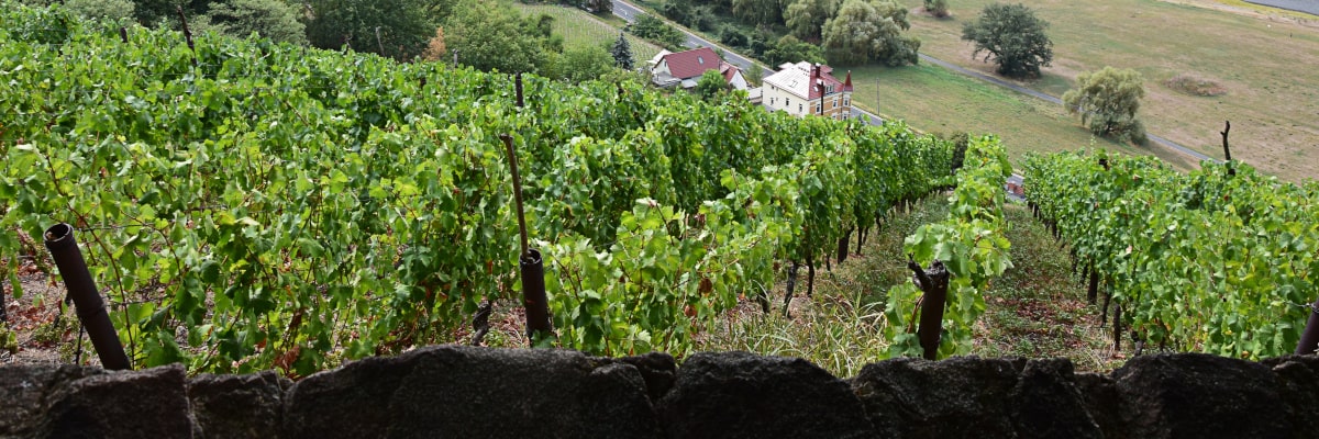 Blick auf die Elbe bei Meißen mit Weinbergen am Hang