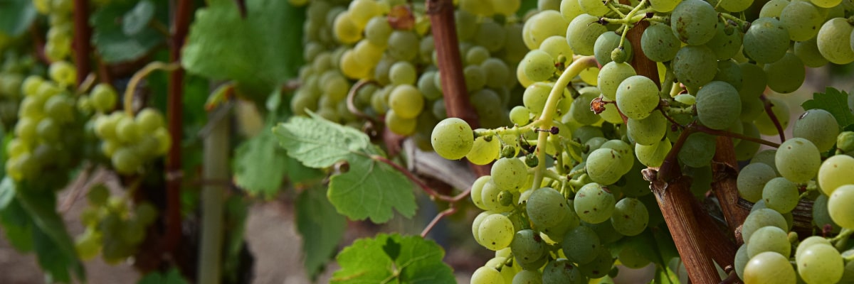 Primer plano de una vid de Meißen con uvas