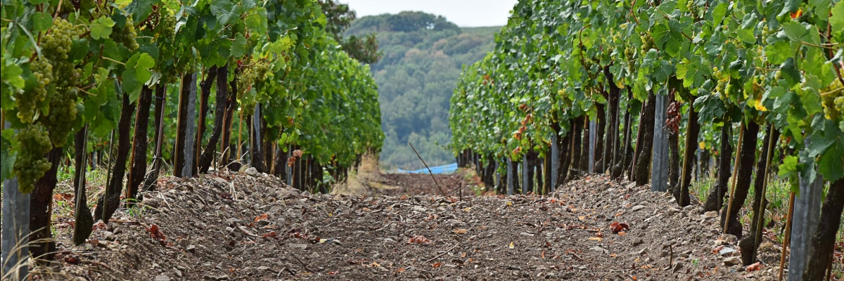 Vides en Meißen con hojas verdes y uvas