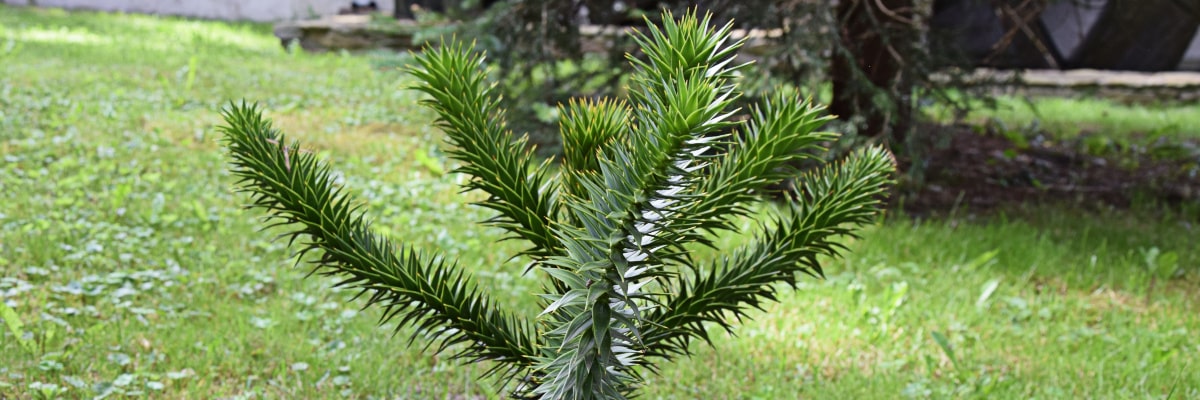 Affenschwanzbaum in einem Garten im Erzgebirge