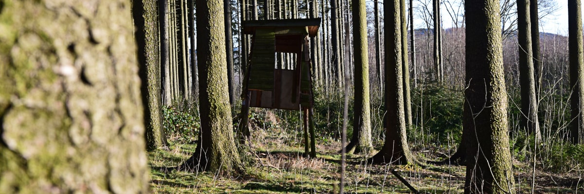 Kirchenbusch bei Großwaltersdorf im Erzgebirge