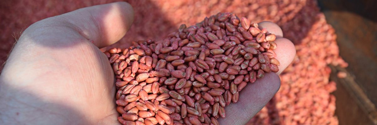 Semillas para la agricultura en los Montes Metálicos