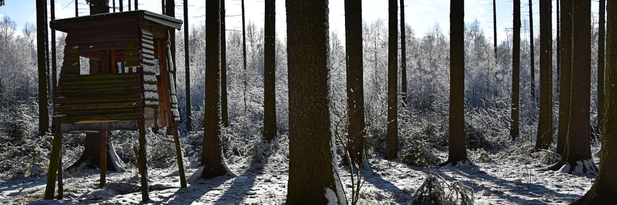 Kirchenbusch cerca de Großwaltersdorf en invierno con árboles cubiertos de nieve