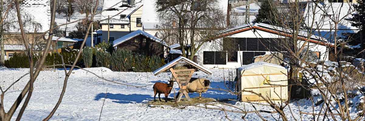 Wintertiere im Erzgebirge – Ziegen und Schafe an Futterkrippe am Dorfrand