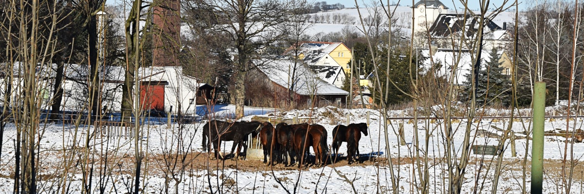 Pferde im Winter am Futterplatz nahe dem Feuerwehrgebäude und dem Trakehnerhof in Großwaltersdorf