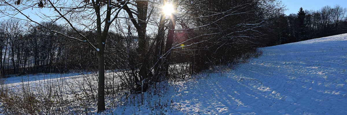 Wintersonne scheint zwischen Bäumen auf verschneitem Hügel bei Großwaltersdorf