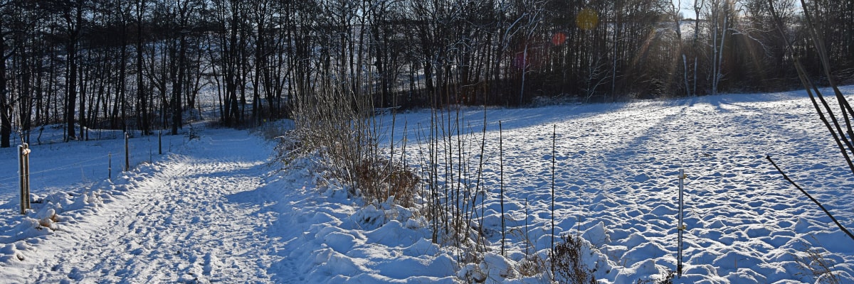 Winterlandschaft im Erzgebirge – Feldweg mit Sträuchern und Bäumen im Schnee