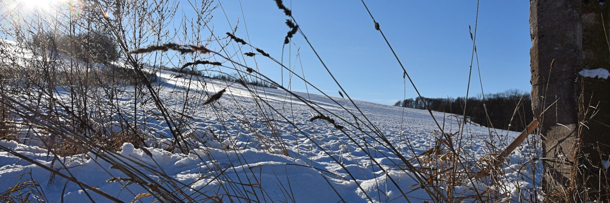 Schneebedeckter Hügel mit Bäumen im Erzgebirge