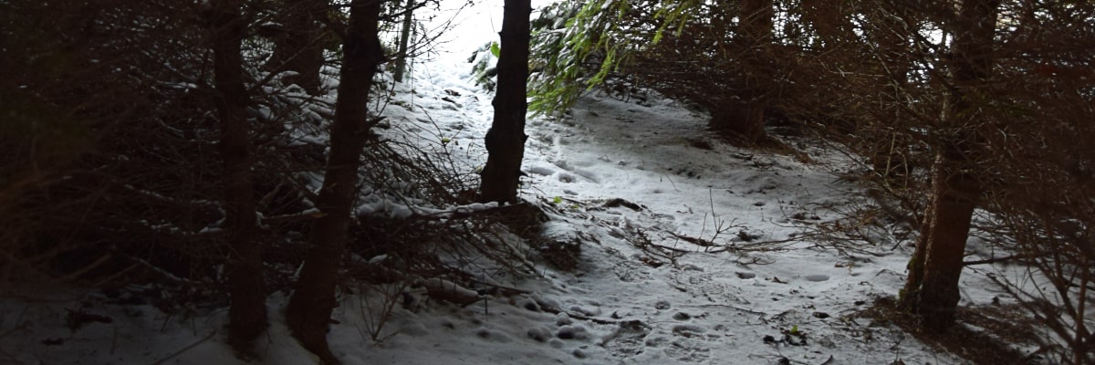 Sendero forestal invernal en los Montes Metálicos con huellas en la nieve