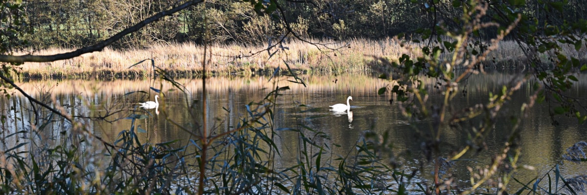 Two swans gliding peacefully on a pond in the Ore Mountains