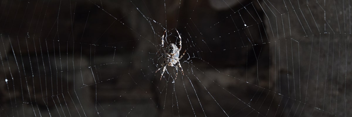 Araña al acecho en su intrincada telaraña